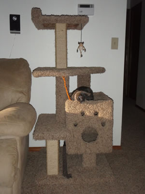 Homemade Cat Tree Plans