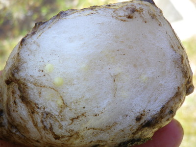 シュレーゲルアオガエル卵塊