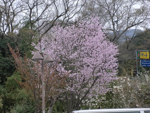 130402桜