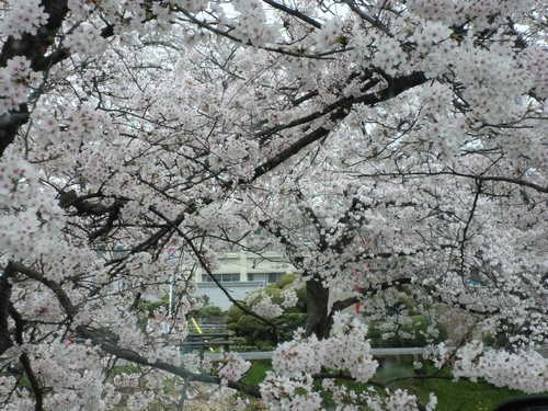 130402桜満開