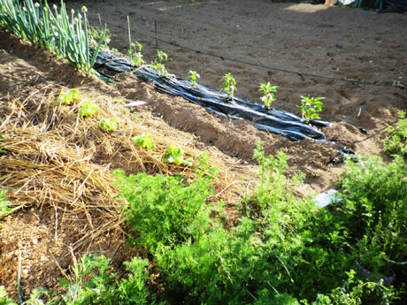 レタス、ピーマン、茄子植える
