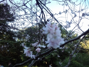 御苑十月桜