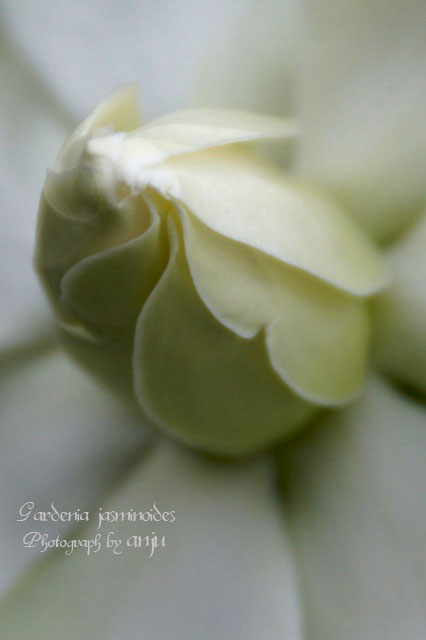 クチナシの白い花