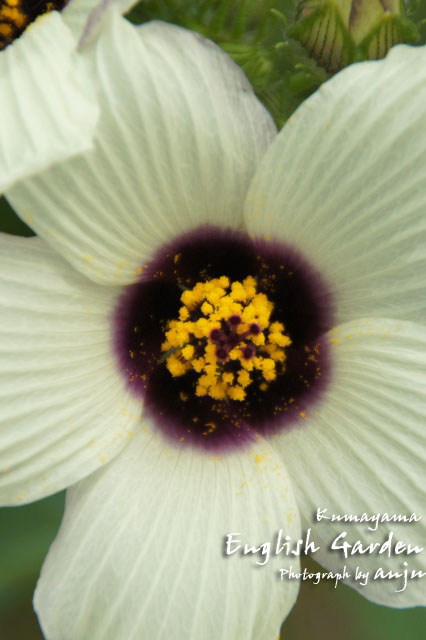 Hibiscus trionum (2)