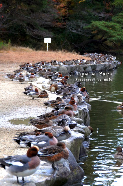 赤松池の水鳥たち　深山公園（みやまこうえん）　岡山県玉野市