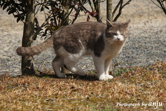 深山公園の猫たち　癒し系　岡山県玉野市
