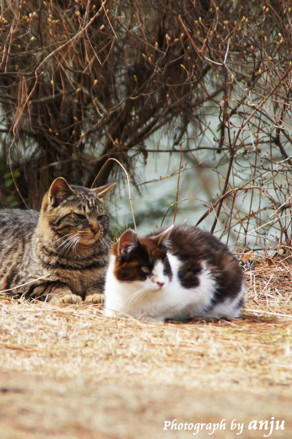 深山公園の猫たち　レベル３　岡山県玉野市