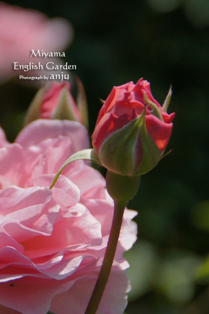 バラ　その１　深山イギリス庭園