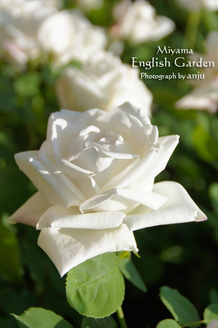 バラ　その２　深山イギリス庭園