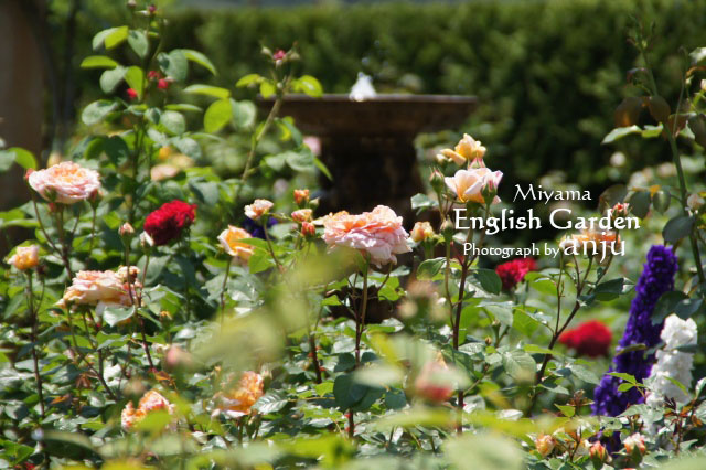 バラ　その１　深山イギリス庭園