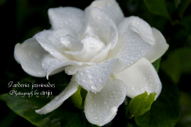 クチナシの白い花