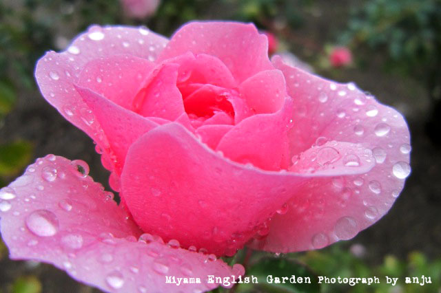 雨でふたりぼっちのローズガーデン　深山イギリス庭園　岡山県玉野市