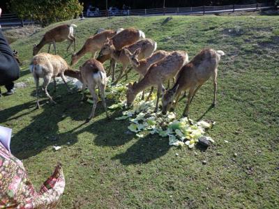 宮島鹿のための、正月ゴミひろい　参加者募集中 5