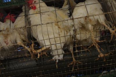 鶏と卵　強制収容所 05
