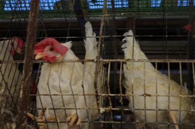 鶏と卵　強制収容所 09