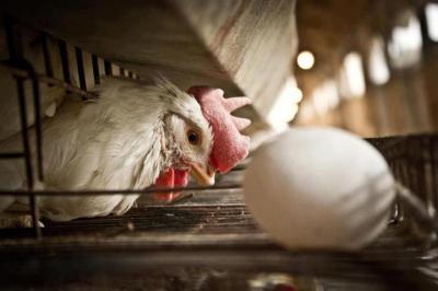 鶏と卵　強制収容所 10