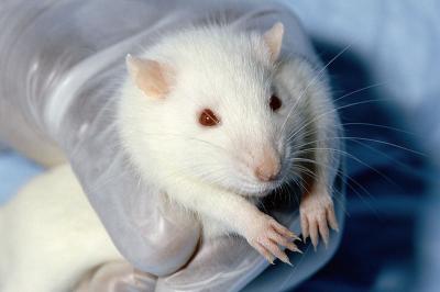 ネズミを使った動物実験が、人体にすべて当てはまるわけではない