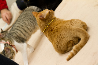 東京都練馬区にある里親募集型猫カフェに行ってきた 09