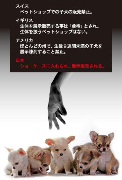 ７／２８神戸市動物管理センターから殺処分をゼロにしよう！デモ行進 19