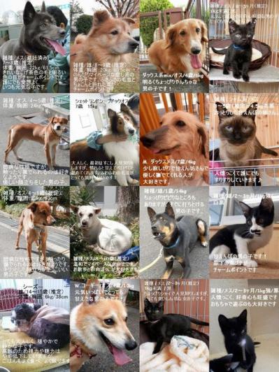京都市家庭動物相談所(里親募集まとめ 2013-06-14)