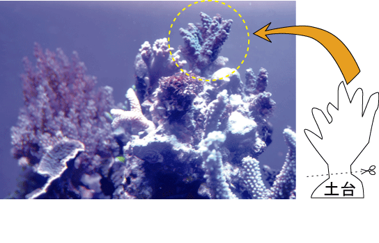養殖珊瑚カット