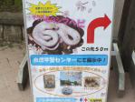 サクラ色のシマヘビが埼玉県自然学習センターで展示中だそうです。