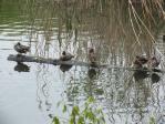 北本自然観察公園　八つ橋の池にいるコガモ