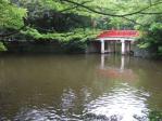 大宮氷川神社　鯉や亀がいる池