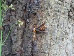 大宮公園にはスズメバチが大量発生している箇所があるので要注意！！