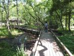 伊奈町記念公園の沼地の橋