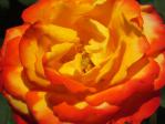 黄色とオレンジ色のグラデーションが綺麗なバラ