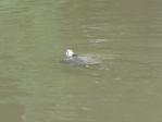 古河総合公園の池に亀がいます。クサガメかな？