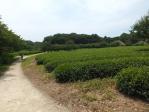 古河総合公園の茶畑