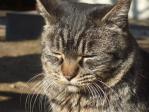 鷲宮神社の猫をアップで。