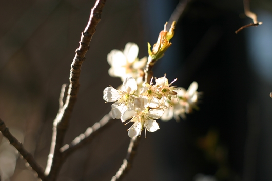 暖地桜桃の花
