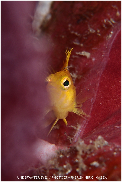 オキゴンベ幼魚
