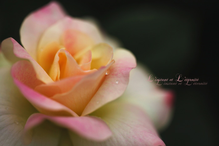 201205-rose-11.jpg