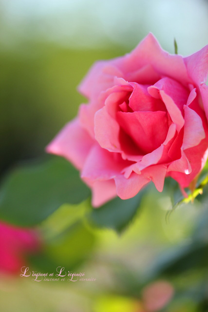 201205-rose-17.jpg