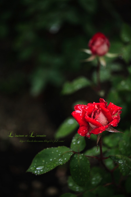 201205-rose-39.jpg