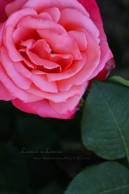 201205-rose-43.jpg