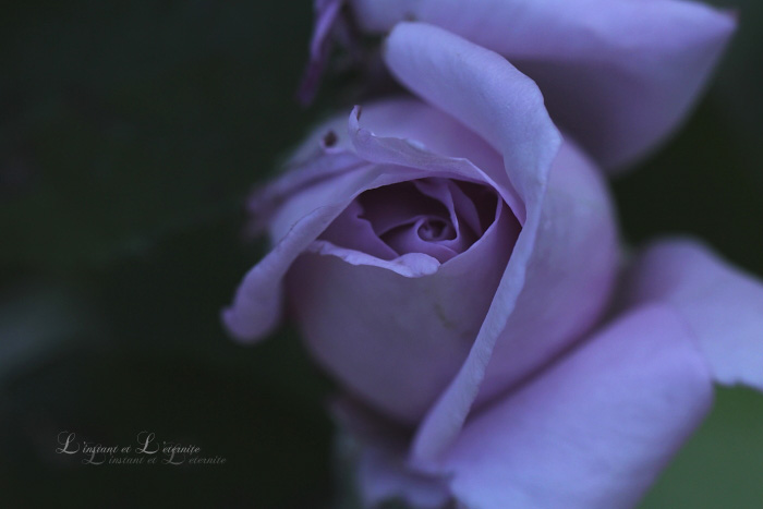 201205-rose-48.jpg
