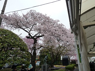 13今年の桜