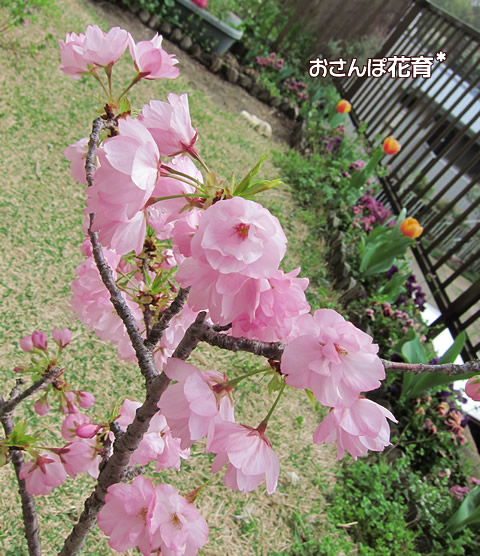 うちの八重桜