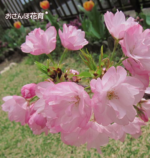 八重桜　品種不明