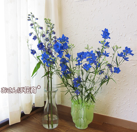 珍しい青い花　デルフィニウム