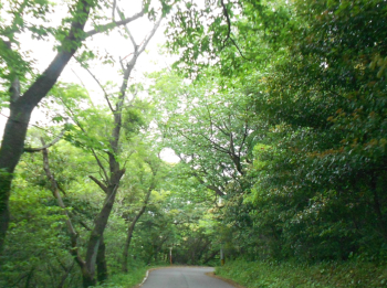 新緑の峠道を上ったり下ったりしながら関崎へ