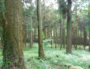 丸山神社・本殿奥の森に不思議な形の木を発見