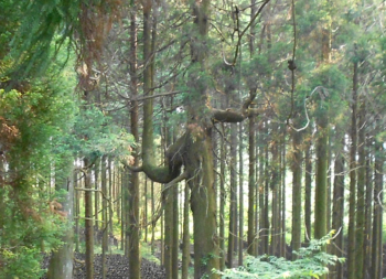 丸山神社・本殿裏の森・昇り竜みたいな木が！