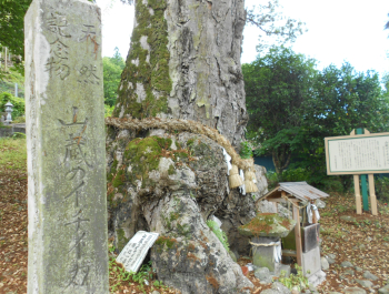 樹齢１千年・山蔵のイチイガシ