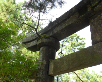 奈多八幡宮・３つめの鳥居から松が生えてる